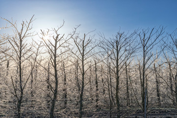 Apple trees coated with ice for freeze damage protecton