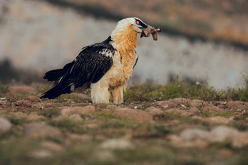 bearded vulture portrait eating in Spain