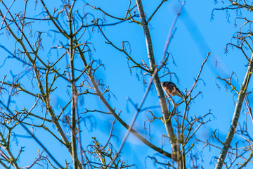 a small bird sits in a  tree top with a blue sky