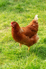 Rhode Island Red