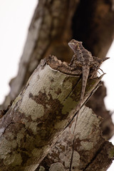 Brown lizards hide on brown trees.