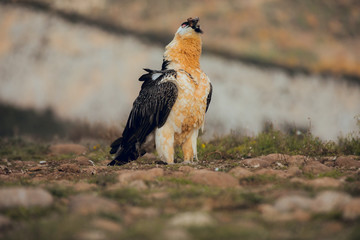 bearded vulture portrait alone eating in Spain