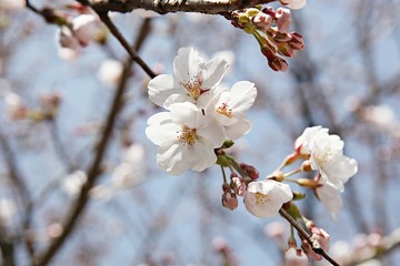 한국 인천시 남동구 인천대공원 입니다