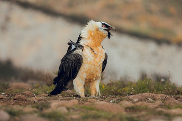 bearded vulture portrait alone eating in Spain