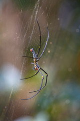 Spider in the nest with water droplets