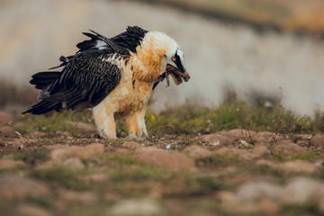 bearded vulture portrait alone eating in Spain
