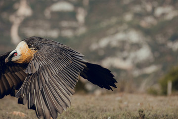 Adult bearded vulture landing on a rock ledge where bones have been placed. Rare mountain bird, fly in winter, animal in stone habitat, with food on legs