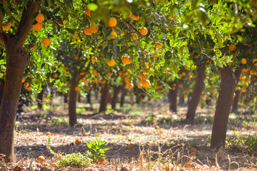 orange tree with fruits, beautigul drove of orange. Ripe organic oranges hanging from an orange...