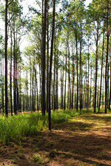 Roads and pine trees in Thung Salaeng Luang forest