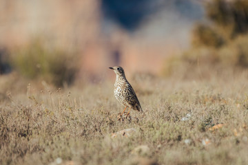 bird on bush in the Pyrenees mountains in Spain