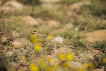 Close up Green bird on bush in the Pyrenees mountains in Spain