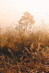 Fototapeta premium Roads and pine trees in Thung Salaeng Luang forest