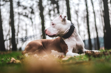 Dog in forest