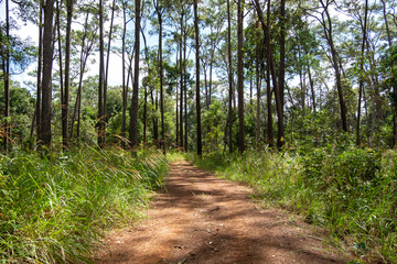Fototapeta na wymiar Roads and pine trees in Thung Salaeng Luang forest