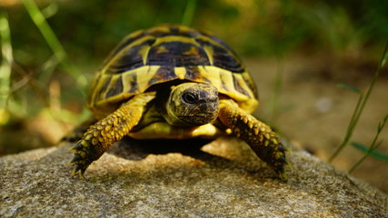 turtle on grass