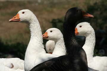 Fototapeta premium White goose walking at garden