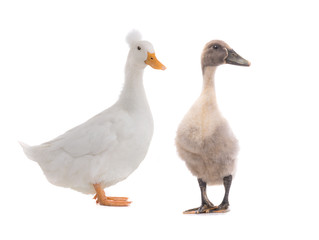 young duck and standing beautiful white duck isolated