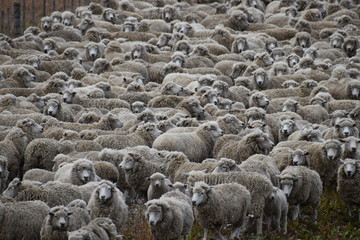 Many sheep on a meadow in Chile, Patagonia