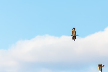 a bird of prey flies  high in the sky in search of food