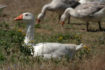 White goose walking at garden