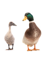 young duck and brown standing beautiful white duck isolated