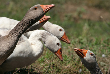 White goose walking at garden