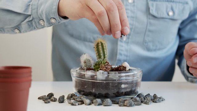Close up of male sprinkling soil on cactus pot 