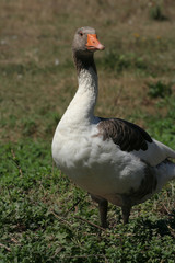 White goose walking at garden
