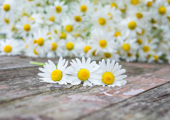 Obraz premium Wildflowers. Daisies. White flowers. Vintage floral background. Selective focus