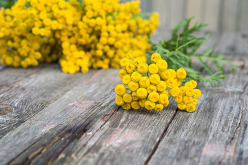 Yellow flowers. Medicinal plants. Twigs of a herb Tansy - (Tanacetum Vulgare or Common Tansy, also Bitter Buttons, Golden Buttons). Alternative medicine. Traditional herbal therapy