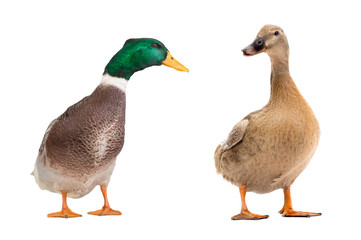 two brown duck isolated on white background