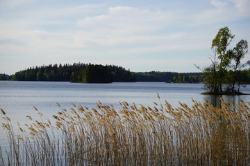 Lake with reed