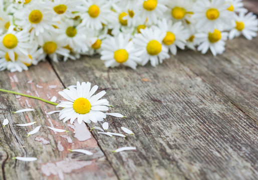 Wildflowers. Daisies. White flowers. Vintage floral background. Selective focus