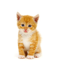 Striped cat with tongue out.