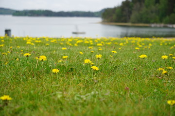 Dandelion meadow