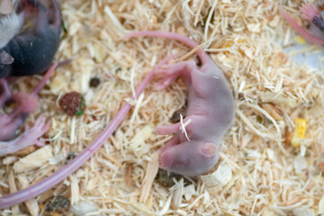 small rat  that were raised for snakes