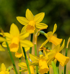 Obraz premium Standout Daffodil in the spring sunshine