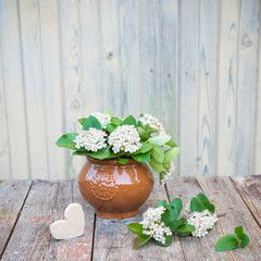 Vintage floral background. Aronia Flowers. Chokeberries flower on wooden table