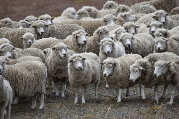 Many sheep on a meadow in Chile, Patagonia