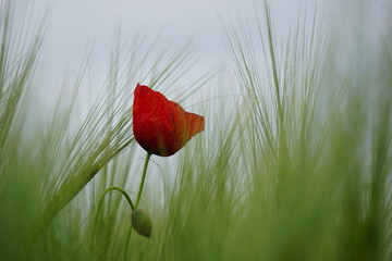 Poppy