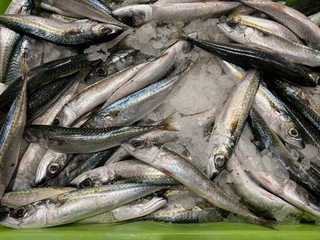fresh sea fish ready for sale