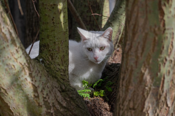 Beautiful white cat sitting in a tree