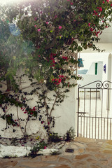 Beautiful bush of blooming bougainvillea and decoration in the garden at the entrance to the mediterranean style house