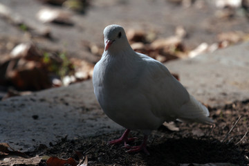 Beautiful white pigeon walking free