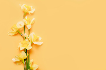 Obraz premium Spring narcissus flowers on yellow background. Top view