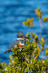 A female Belted Kingfisher (Megaceryle alcyon) perched over water in Florida, USA.