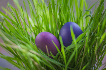 Easter eggs lie in the young grass