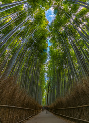 Bamboo Forest XI