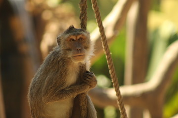 animal