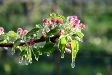 Vereiste Blüten eines Apfelbaumes nach einer Frostnacht in der Morgensonne